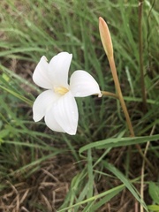 Zephyranthes
