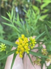 Euthamia graminifolia