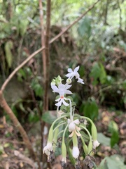 Calanthe triplicata