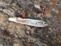 Sardina pilchardus