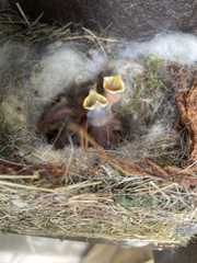 Baeolophus bicolor × atricristatus