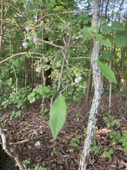 Vaccinium corymbosum