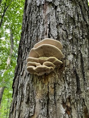 Climacodon septentrionalis