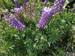 Lupinus