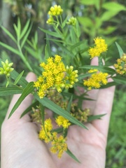 Euthamia graminifolia