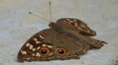 Junonia lemonias