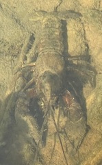 Astacoidea