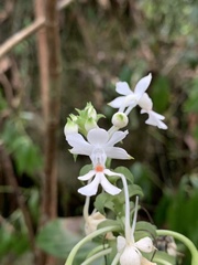 Calanthe triplicata