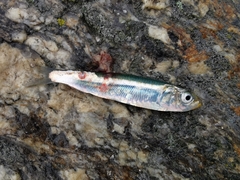 Sardina pilchardus