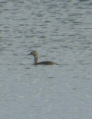 Podiceps cristatus