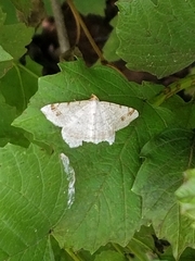 Macaria aemulataria
