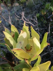 Leucadendron strobilinum