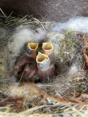 Baeolophus bicolor × atricristatus