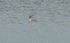Podiceps cristatus