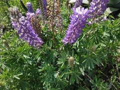 Lupinus