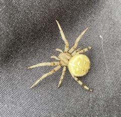 Araneus quadratus