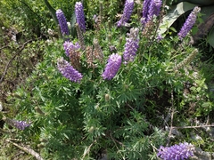 Lupinus