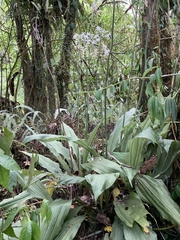 Calanthe triplicata