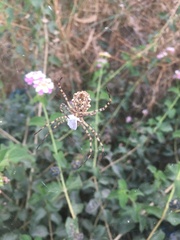 Argiope lobata