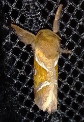 Triodia sylvina