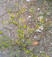 Melilotus officinalis