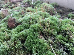 Bryum