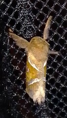 Triodia sylvina
