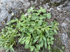 Parnassia fimbriata