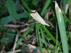 Agriphila straminella