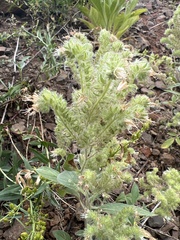 Phacelia