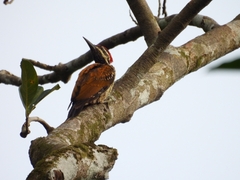 Dinopium benghalense