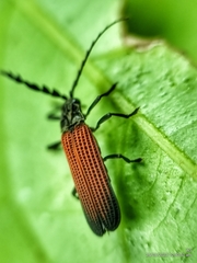 Lycidae