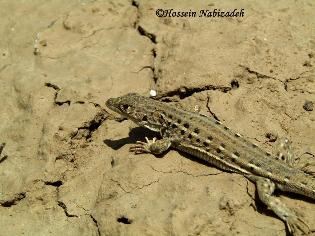 Kopet Dagh Racerunner