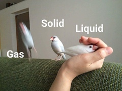 Padda