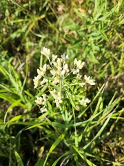 Pseudognaphalium obtusifolium