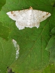 Macaria aemulataria