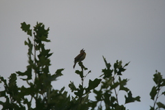 Spiza americana