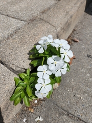 Catharanthus roseus