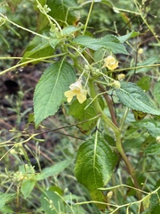 Impatiens parviflora