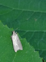 Acompsia cinerella