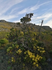 Leucadendron strobilinum