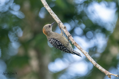 Melanerpes rubricapillus