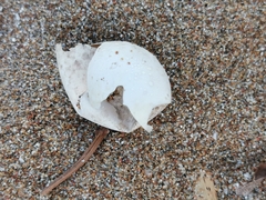 Caretta caretta