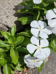 Catharanthus roseus