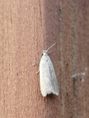Acompsia cinerella