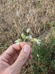 Caryophyllaceae
