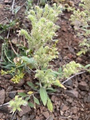 Phacelia