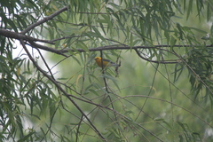 Protonotaria citrea