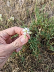 Caryophyllaceae