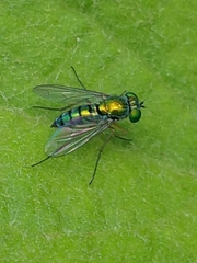 Condylostylus caudatus